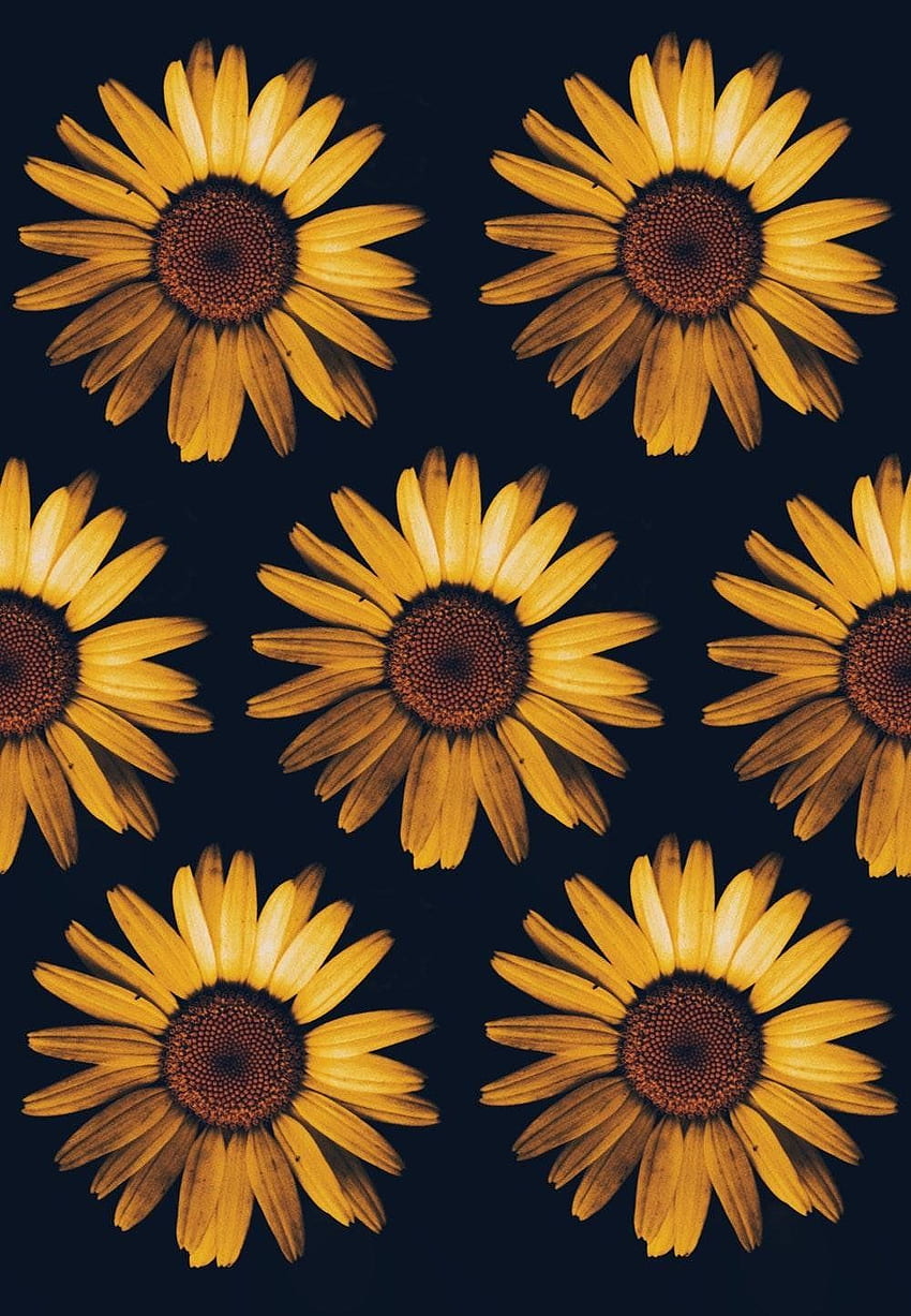 Teléfono de girasol de dibujos animados, girasol realista fondo de pantalla  del teléfono | Pxfuel