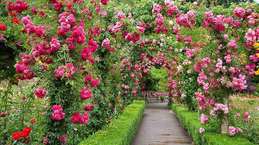 The Butchart- Gardens, пътека, лято, роза, розово, цвете, зелено, trandafir, канада, градините Butchart HD тапет