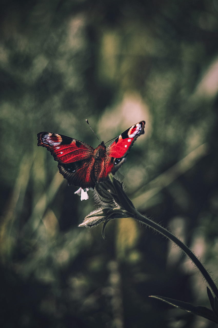 Tiere, Schmetterling, Flügel, Fokus, Pfauenauge, Pfauenauge HD-Handy-Hintergrundbild