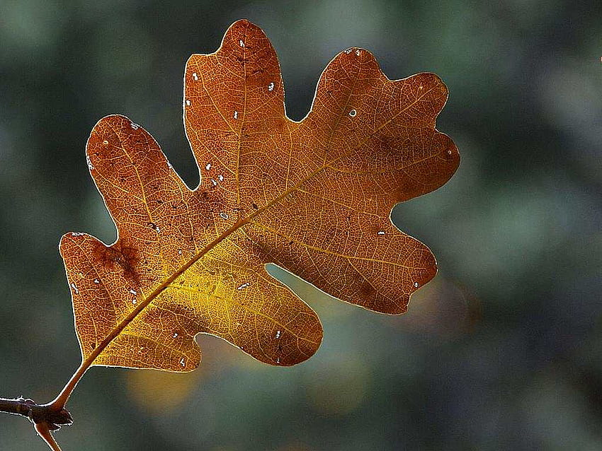 Autumn oak ideas. oak, fall leaves tattoo, autumn tattoo, Oak Leaf HD wallpaper