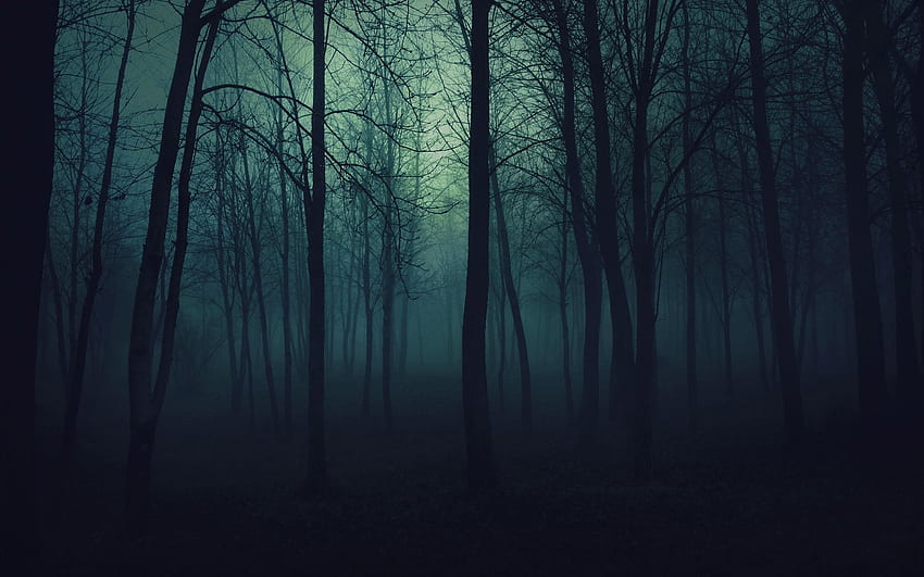Fond de bois sombre, forêt, forêt sombre, forêt effrayante sombre Fond d'écran HD