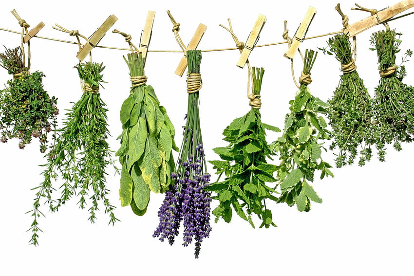 Herbs, Herbal Medicine HD wallpaper