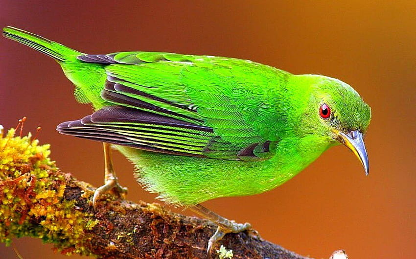 Animals, Bright, Bird, Sit, Branch, Color HD wallpaper