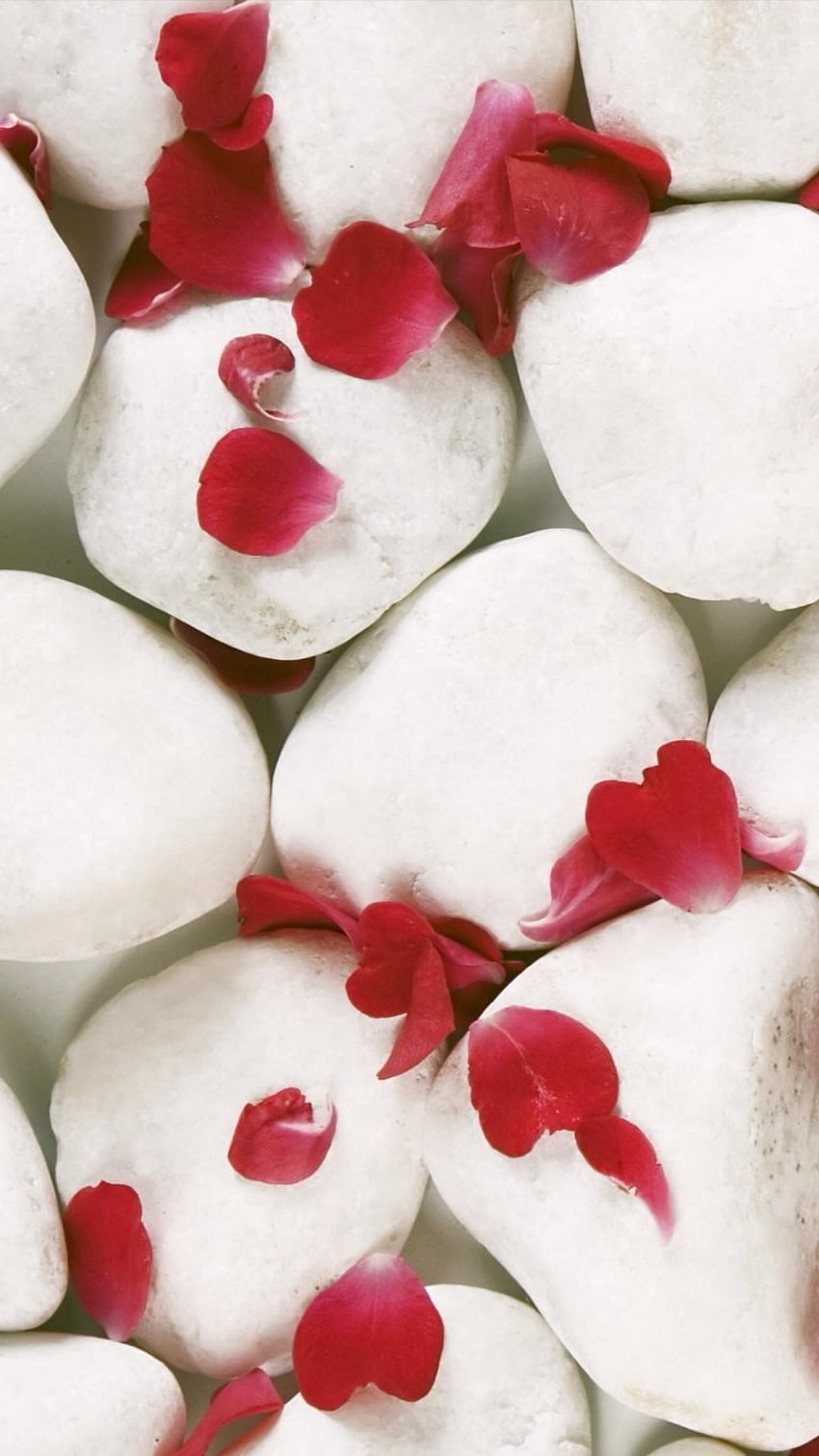 Roter Blütenblatt-Badekurort-Stein mit weißem Hintergrund, Badekurort iPhone HD-Handy-Hintergrundbild