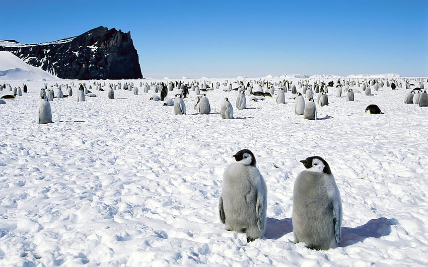 Animaux, Oiseaux, Pingouins, Balade, Antarctique Fond d'écran HD