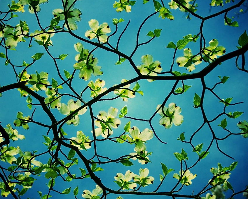 Hartriegel-Baum-Blume Hartriegel-Baum, Blumen-Bäume HD-Hintergrundbild