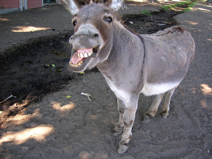 Donkey, Funny Donkey HD wallpaper