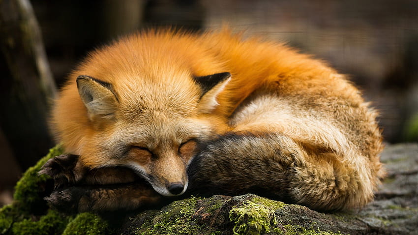 Red fox, , Animals / Editor's Picks,. for iPhone, Android, Mobile and, Fall Fox HD wallpaper