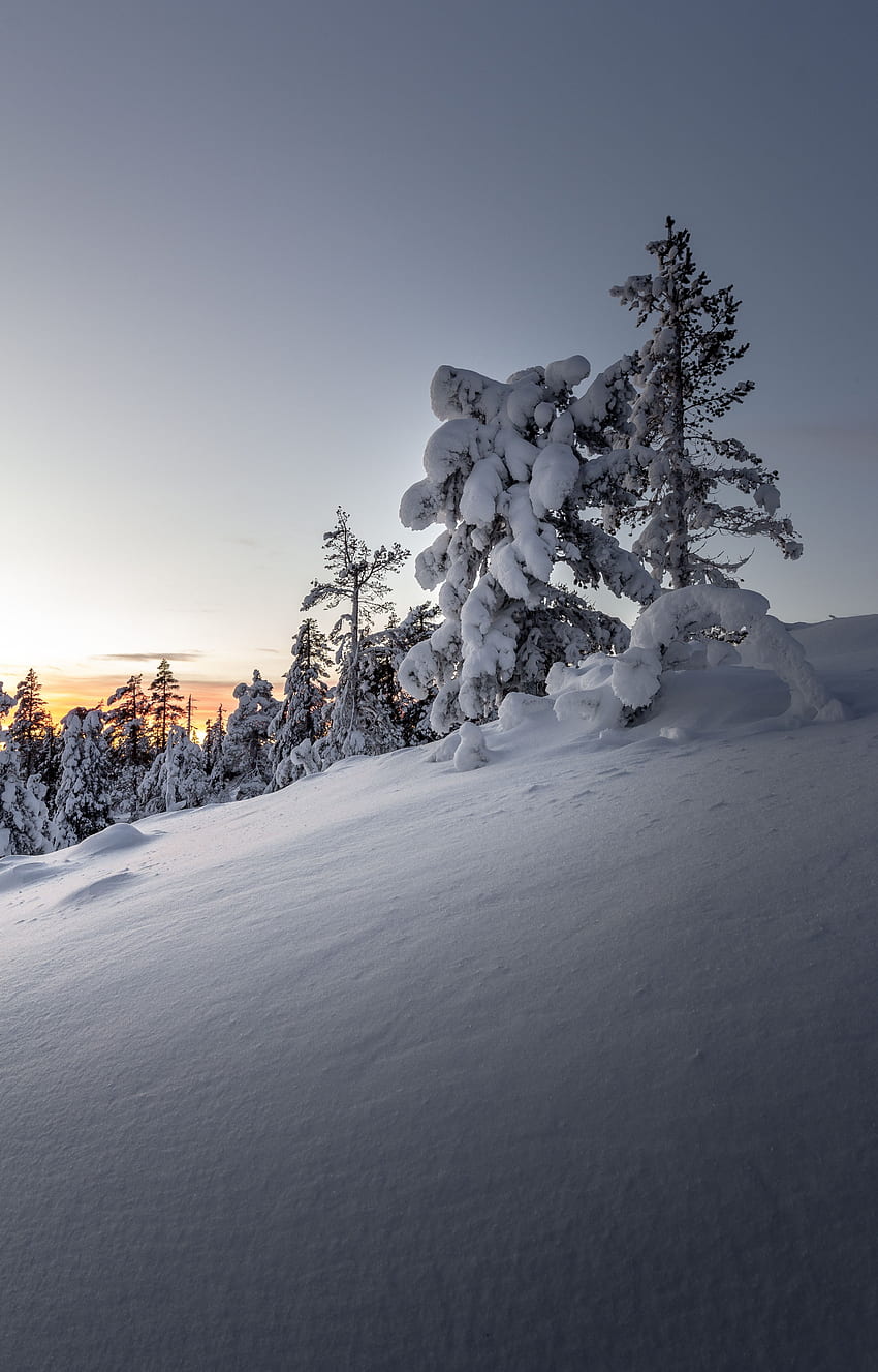 Zima, Natura, Drzewa, Zachód Słońca, Śnieg, Pokryte Śniegiem, Zaspy Tapeta na telefon HD
