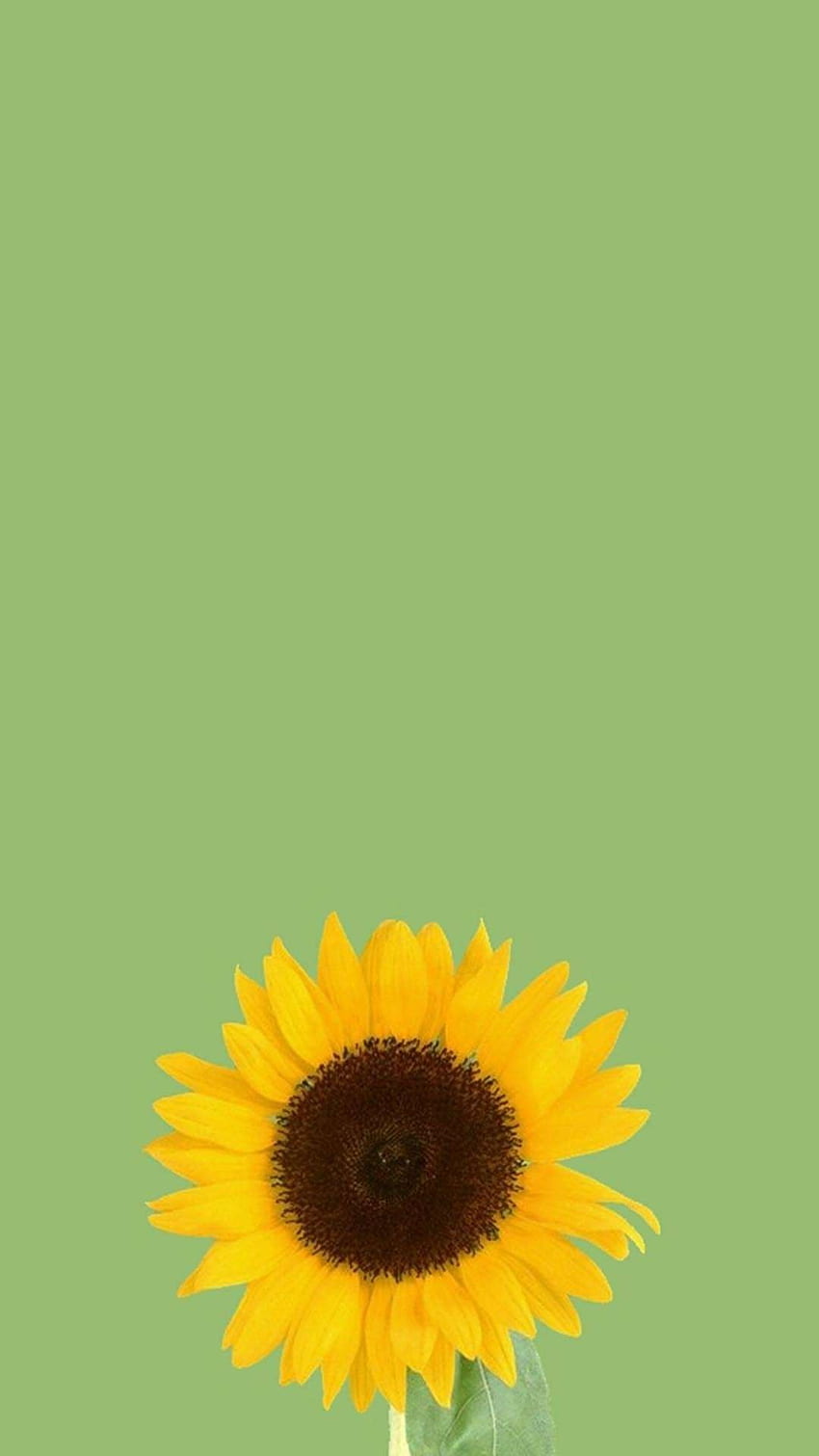 Pin oleh Susan Lowe di. unorganized. homescreen, iphone, Latar belakang lucu, Green Sunflower HD phone wallpaper