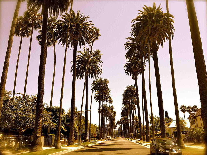 Pohon Palem California, Jalan Los Angeles Wallpaper HD