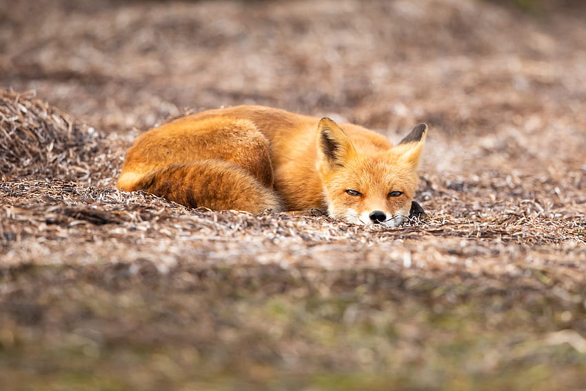 Animals, Fox, Wildlife, Animal, Redhead HD wallpaper
