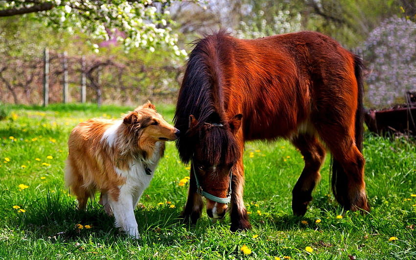 BACKYARD FRIENDS, dog, friend, field, pony HD wallpaper
