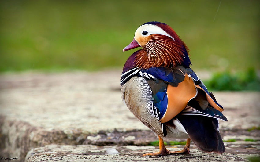 Animals, Bird, Beautiful, Color, Mandarin Duck HD wallpaper