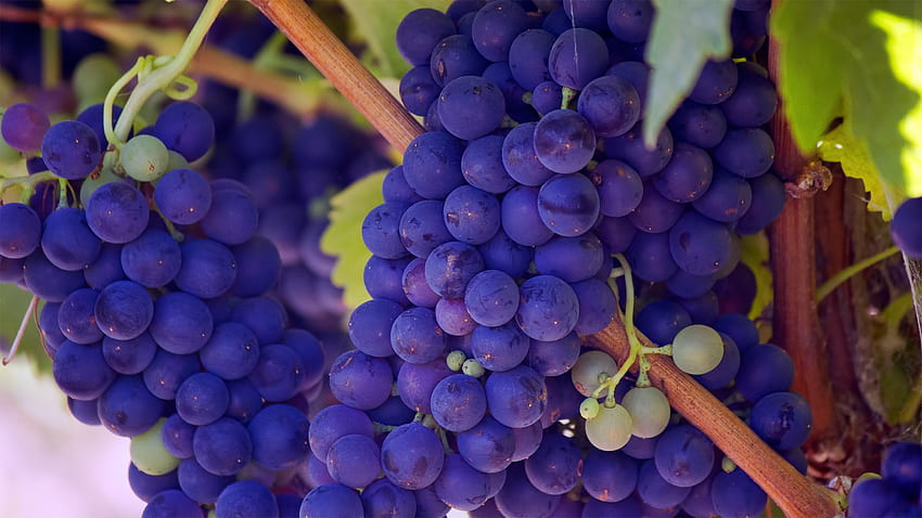 grapes, vines, twigs, berry, ripe background, Grape Vine HD wallpaper