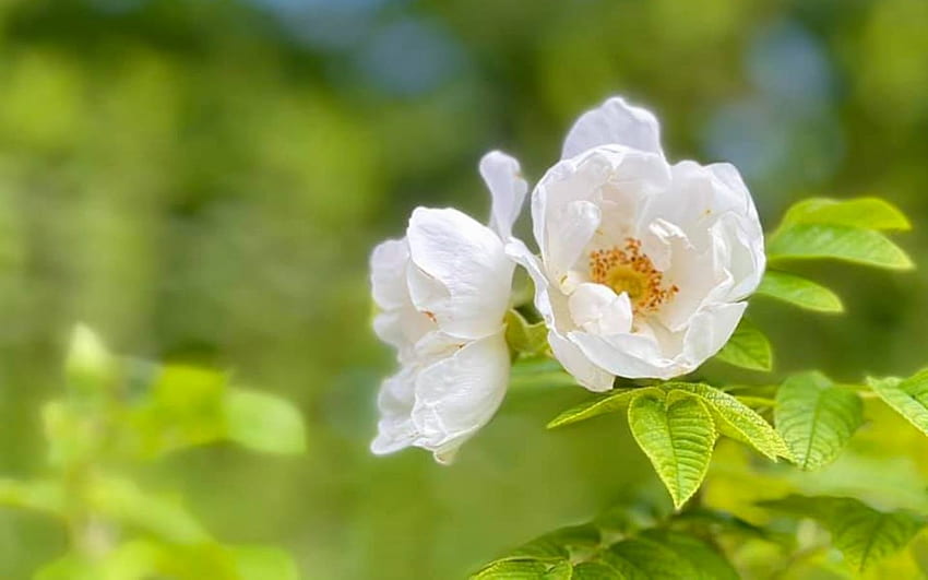กุหลาบป่าลัตเวีย สีขาว ดอกไม้ วอลล์เปเปอร์ HD