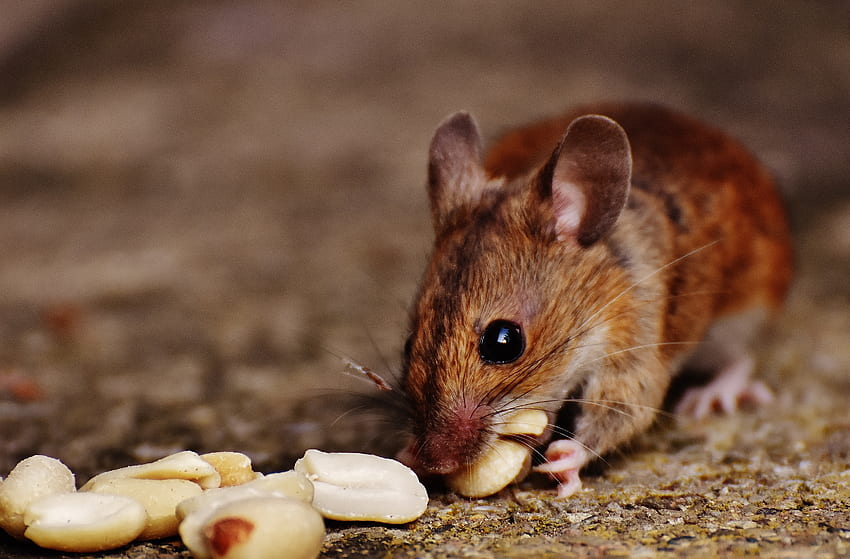 Tiere, Lebensmittel, Nüsse, Maus, Nagetier, Europäische Maus HD-Hintergrundbild
