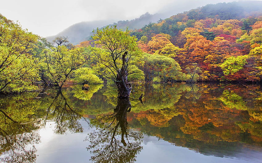 Autumn Trees With Autumn Leaves Reflection In Water, Korean Autumn HD wallpaper