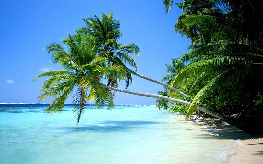 Пейзаж, плаж, палми HD тапет