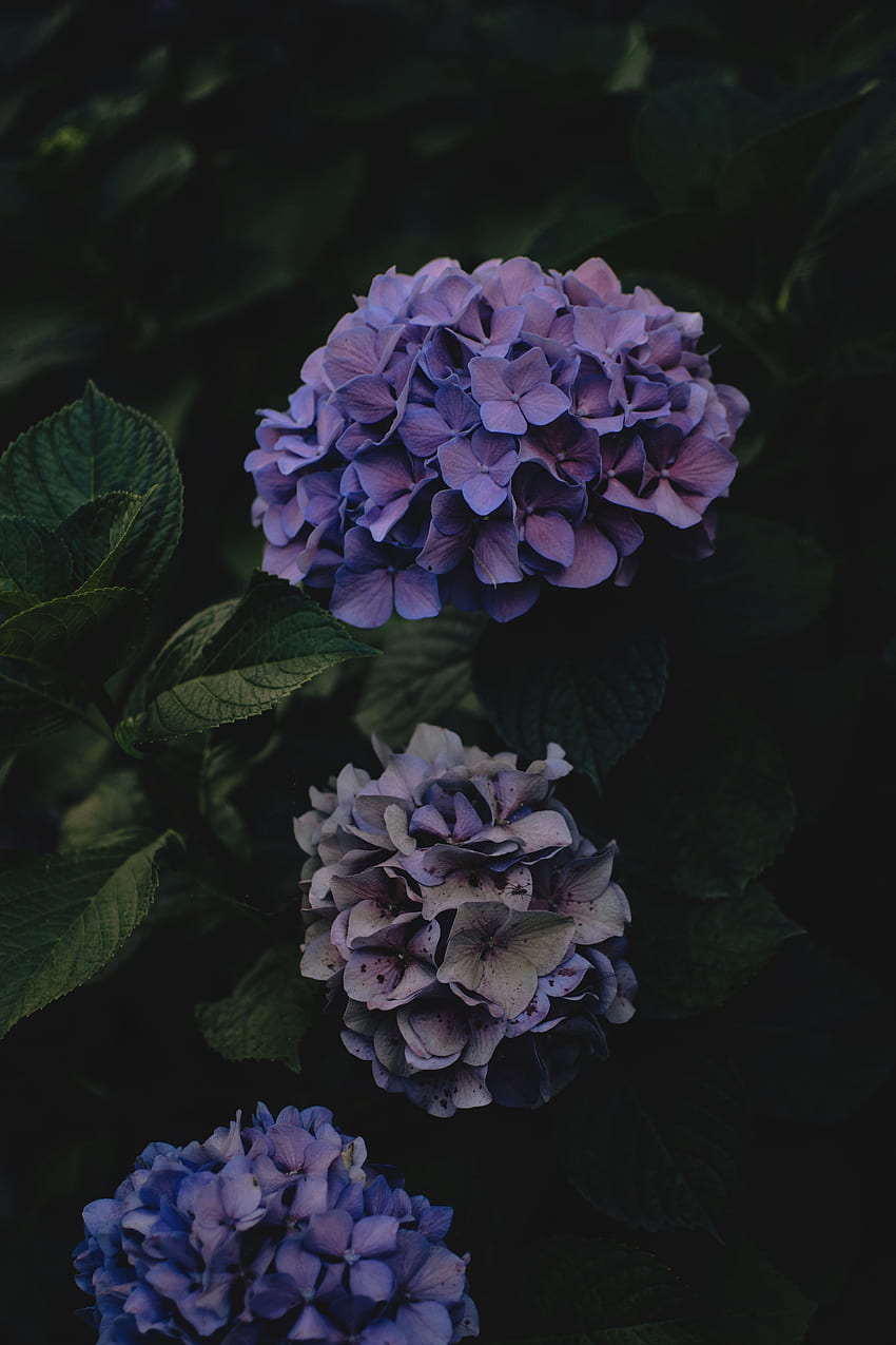 Flowers, Violet, Dark, Purple, Hydrangea, Inflorescences, Inflorescence HD phone wallpaper
