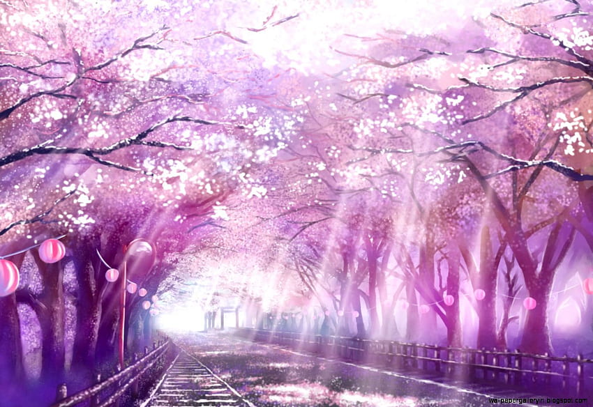 Дърво Сакура Природен пейзаж, Черешов цвят HD тапет