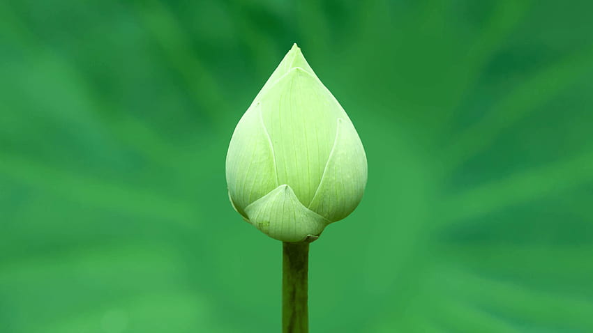 lotus flower on rotate green lotus leaf Stock Video Footage HD wallpaper