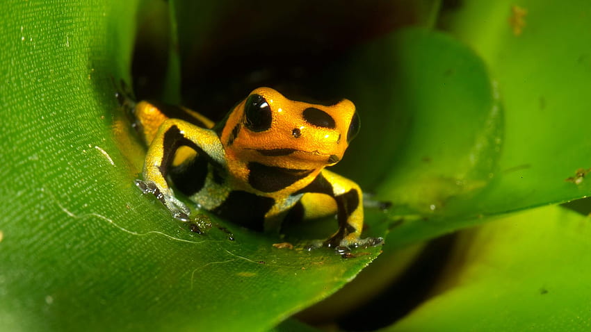 Poison Dart Frog, Golden Frog HD wallpaper