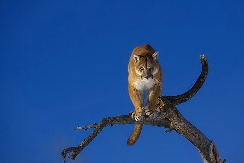 Out on a limb, branch, blue sky, cougar, cat, brown and black HD wallpaper