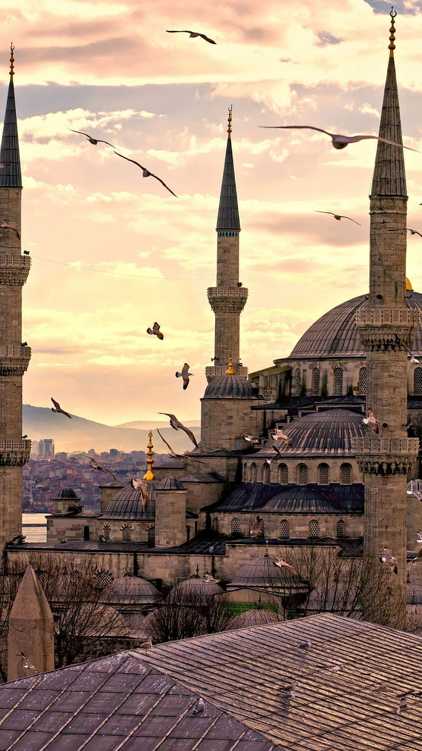 Turkey Top Turkey Background [] for your , Mobile & Tablet. Explore Turkey . Wild Turkey , NWTF , Turkey HD phone wallpaper