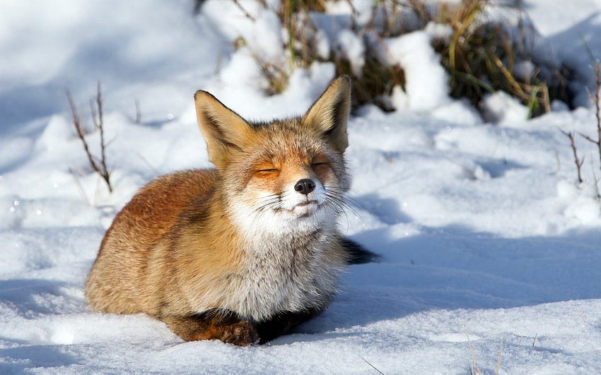 Little red fox stay in the sun - winter HD wallpaper