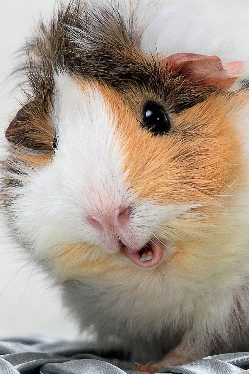 Guinea Pig, Spotted, Furry - Guinea Pig Face HD phone wallpaper
