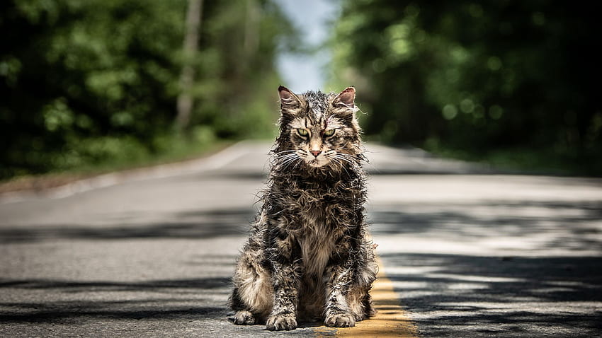 Pet Sematary Movie 2019 Laptop Full , , Background, and HD wallpaper Pet Sematary Movie 2019 Laptop Full , , Background, and HD wallpaper