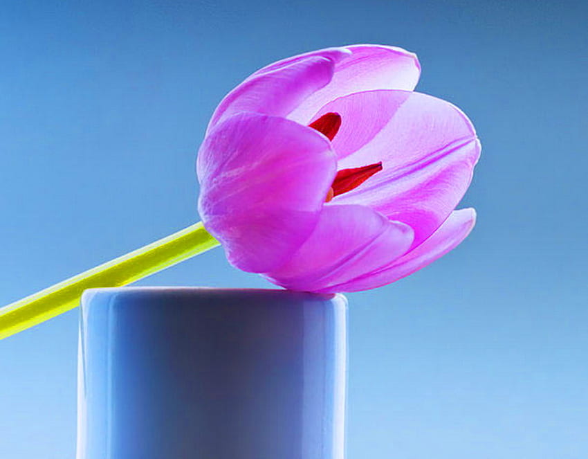 Single beauty, blue pedestal, tulip, pink, stem, light HD wallpaper