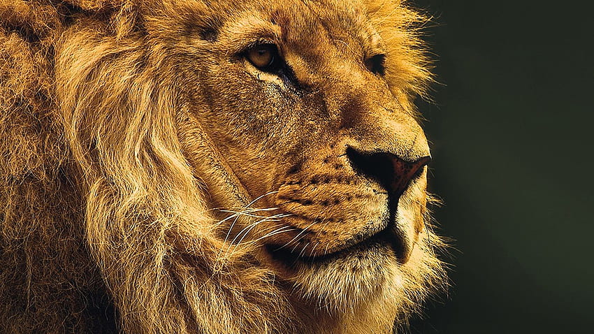 National Geographic Naturaleza Animal León Amarillo fondo de pantalla |  Pxfuel
