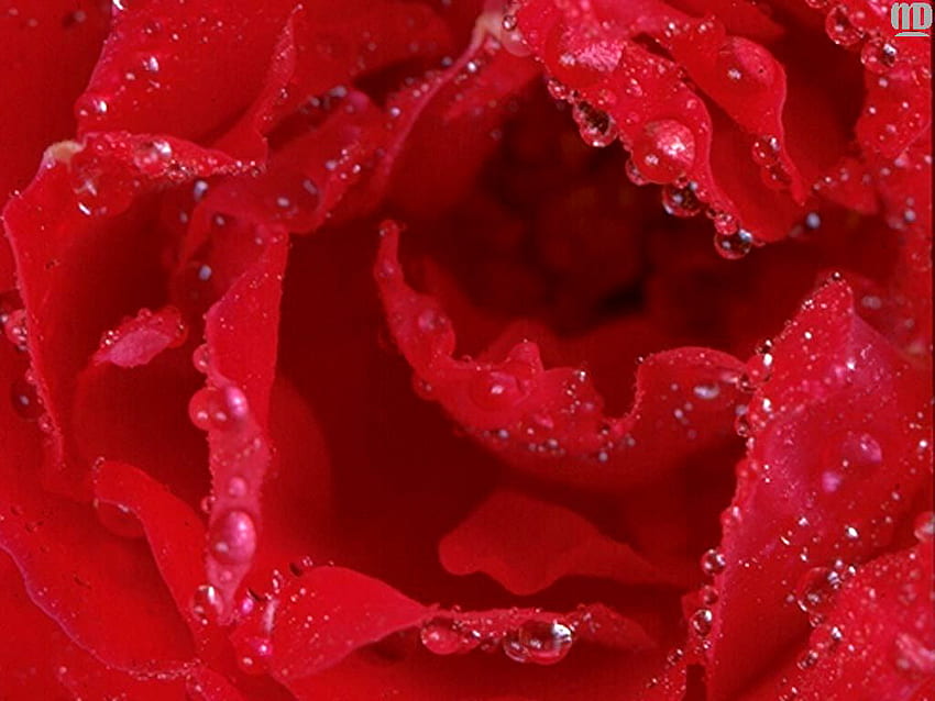 Red Rose, rose, dewdrops, ruffeled, love romance HD wallpaper