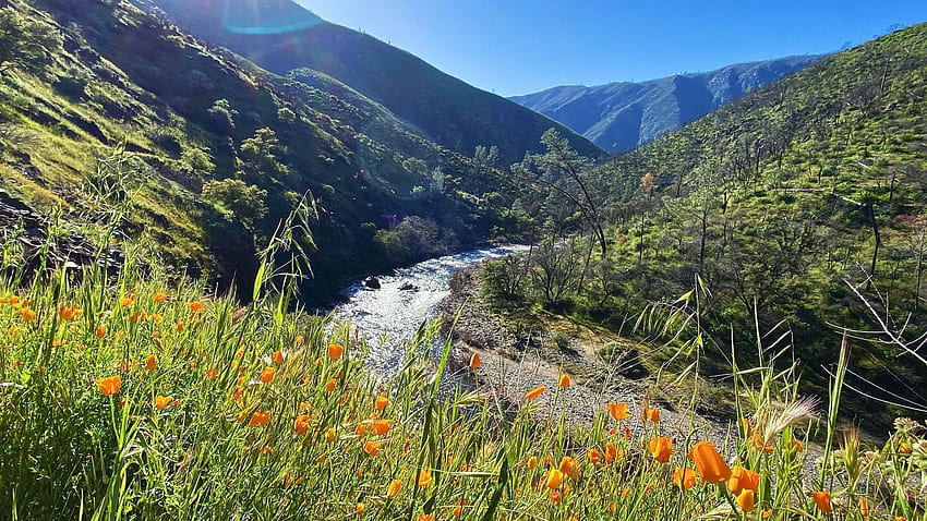 ดอกป๊อปปี้ตามทางใต้ แม่น้ำเมอร์ โยเซมิตี แคลิฟอร์เนีย บุปผา ภูมิทัศน์ ต้นไม้ ดอกไม้ ฤดูใบไม้ผลิ ภูเขา ป่า สหรัฐอเมริกา วอลล์เปเปอร์ HD