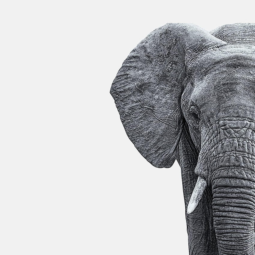 Fil kafa grafiği. İskandinav minimalizmi. Etsy in 2020. Elephant grafi, Elephants , African fili illustration, Elephant Minimalist Art HD telefon duvar kağıdı