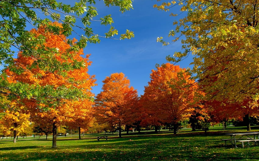 ฤดูใบไม้ร่วงในสวนสาธารณะ ใบไม้ ต้นไม้ ฤดูใบไม้ร่วง หญ้า สวนสาธารณะ วอลล์เปเปอร์ HD