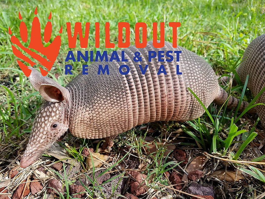 How to Keep Armadillos Out of Your Property: ⋆ Wildout Animal & Pest Removal HD wallpaper
