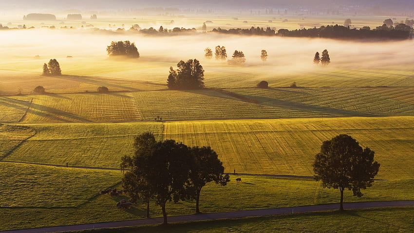 beautiful fields in morning fog, fog, morning, trees, fields, farms HD wallpaper