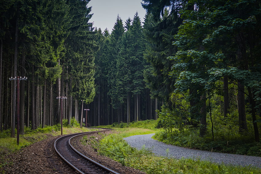Железница, природа, дървета, гора HD тапет