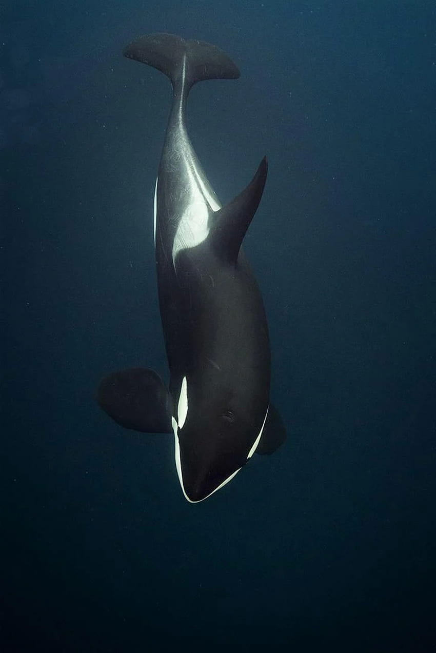Killerwale, Orca HD-Handy-Hintergrundbild