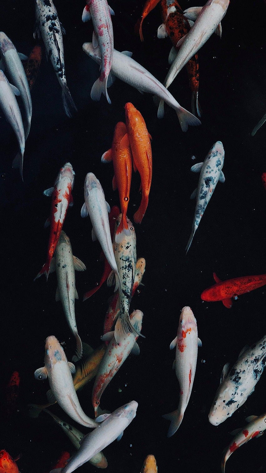 Koifisch. Koi, Fisch, Fisch iphone, Schwarzer Koi HD-Handy-Hintergrundbild