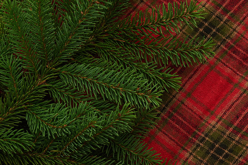 Pine, Macro, Branch, Needles, Plaid HD wallpaper