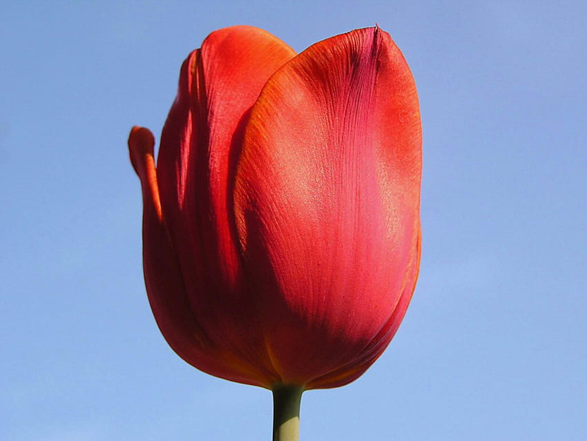 clean shot tulip, blue, tulip, red, flower HD wallpaper