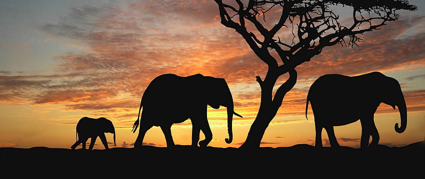 elefantes, filhote, silhueta, andando, árvores fundo largo duplo, elefante escuro papel de parede HD