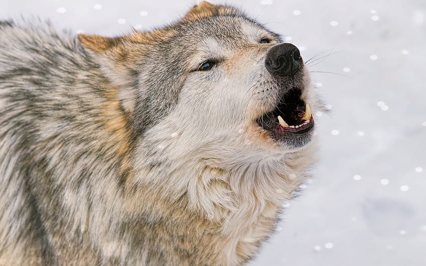 Wolf, animal, winter, lup HD wallpaper