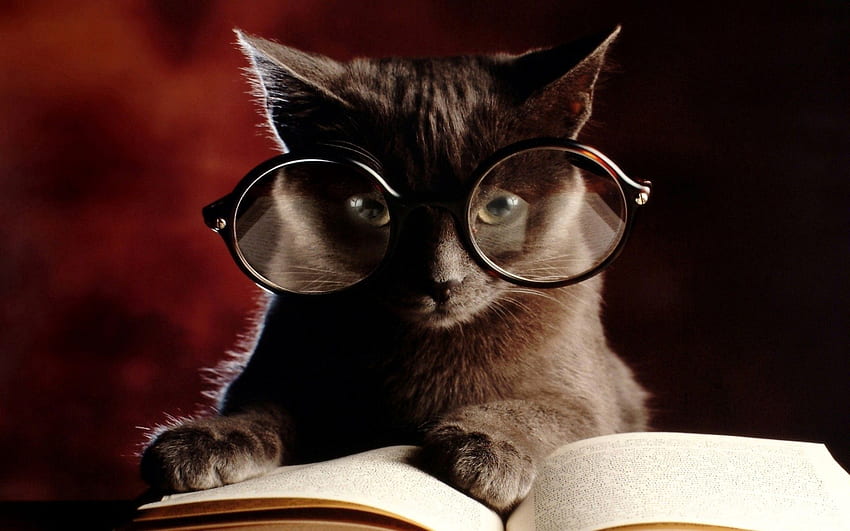 動物, ネコ, 本, 眼鏡, めがね 高画質の壁紙