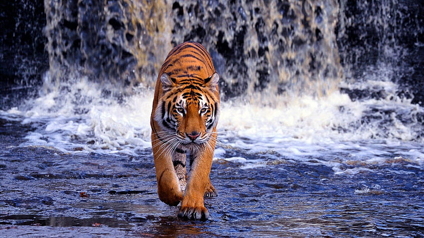 Животни, водопад, голяма котка, разходка, тигър, тънък, слаб HD тапет