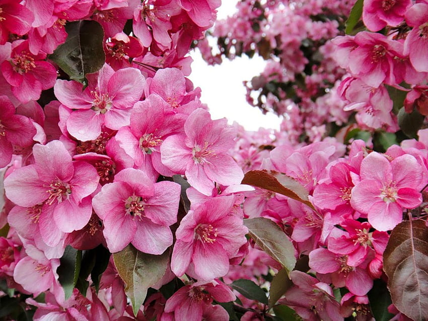 Pretty as a , pink, leaves, pretty, flower, heads, blossom HD wallpaper